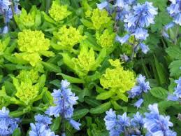 She was a regular contributor to amateur gardening and the field, and has written six. East Lambrook Gardens Margery Fish Doyenne Of Cottage Gardening Somerset England Alice S Garden Travel Buzz