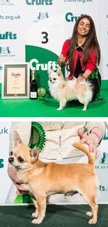 Long haired chihuahuas sandie wallace picayune ms 39466 phone: The British Chihuahua Club Home Page