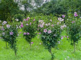 But my favorite flower was always the hibiscus, billowing gently in the soft sea air. Fertilizing Rose Of Sharon Plants How Much To Feed An Althea Shrub