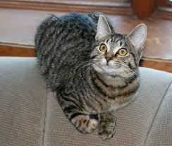 Black And Grey Tabby Cat Personality Tigered Stripped Cat Grey Cat Breeds Grey Tabby Cats Grey Cats