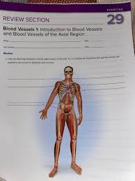 The three major types of blood vessels: Exercise Review Section 29 Blood Vessels 1 Chegg Com