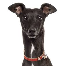 List of italian greyhound mixed breed dogs. Italian Greyhound Puppies For Sale Adoptapet Com