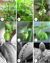 It looks like it's a rolled up flower that hasn't unrolled yet. Frontiers Hermaphroditism In Marijuana Cannabis Sativa L Inflorescences Impact On Floral Morphology Seed Formation Progeny Sex Ratios And Genetic Variation Plant Science