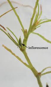 Image result for Najas graminea