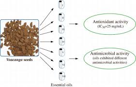 Image result for Voacanga chalotiana