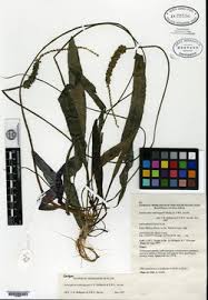 Image result for Aponogeton junceus