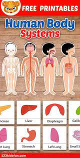 Human Body Systems For Kids Free Printables Homeschooling 123 Kids Fun Apps Human Body Systems Body Systems Human Body Activities