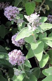 Image result for Buddleja pulchella