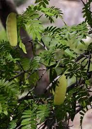 Image result for Brachystegia