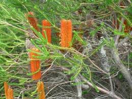 Confronting Vegetation Banksia Ericifolia Creature Of The Shade