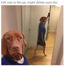 Feeling Cute Might Delete Later Funny Dog Memes Cute Memes Funny Animal Memes