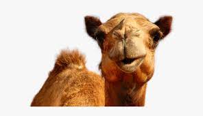 920 x 1039 png 392 кб. Camel Png Image Hump Day Camel Png Transparent Png Kindpng