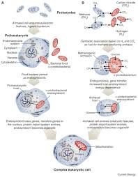 What is the role of the nucleus of a eukaryotic cell. Endosymbiosis And Eukaryotic Cell Evolution Current Biology