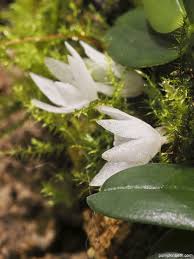 Image result for Aerangis hologlottis