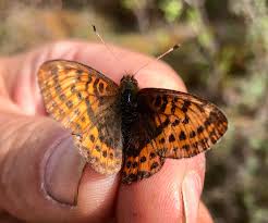 Image result for Fuirena bullifera