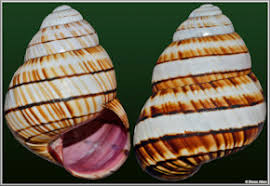 Image result for Polymixis polymita