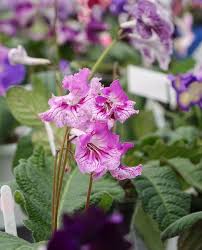 Image result for Streptocarpus sp.nov. aff. S. grandis