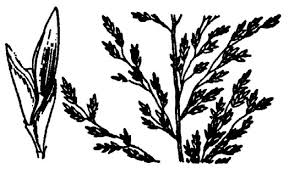 Image result for Eragrostis pilosa