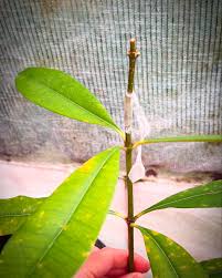 Image result for Tabernanthe elliptica