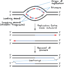 Telomeres And Telomerase Article Khan Academy