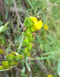 Image result for Zornia