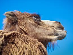 The big ol' eyebrows trope as used in popular culture. Ks2 Adaptation How Animals And Plants Suit Their Habitats