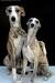 Grey Italian Greyhound