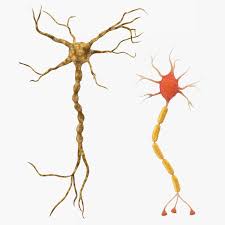 Neuron Nerve Cell 3d Model Nerve Cell Neurons Nerve