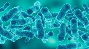 Image result for Legionella
