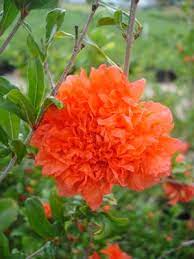 Its ultimate height reaching 2m. Punica Granatum Pomegranate Double From Mortellaros