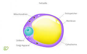 Triglyceride Onmeda De
