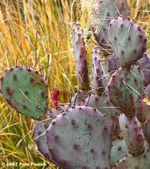 Provide sufficient drainage holes at the bottom. Digging Cool Gardens In A Hot Climate Page 329 Cacti And Succulents Garden Images Amazing Gardens