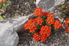 Image result for Kalanchoe lateritia