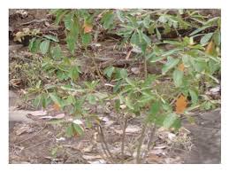 Image result for Olinia rochetiana