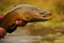 Pin By Bruce Deschamps On Fly Fishing Lifestyle Brown Trout Fish Trout Fishing Tips