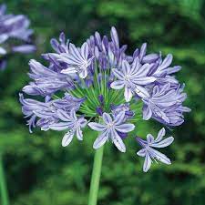Agapanthus Star Gazer African Lily Dobbies Garden Centres Cottage Garden Plants Agapanthus Lily Flower