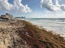 Is there still seaweed in Cancun 2022?