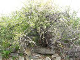 Image result for Gymnosporia senegalensis