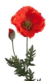 Buy artificial poppy head sprays (painted grey) at wholesale prices and direct uk delivery. Artificial Poppy Flowers