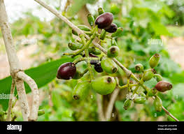 Image result for Syzygium cumini