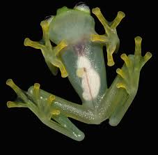 Image result for glass frog
