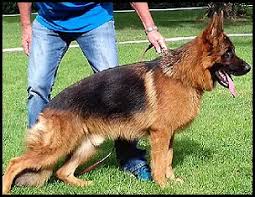 San antonio (sat) san marcos, tx (tsu) southwest tx (wtx) texoma (txm) tyler / east tx (etx) victoria, tx (vtx) waco, tx (wco) wichita falls, tx (wtf). Purebred German Shepherd Puppies For Sale Fleischerheim German Shepherds Over 55 Years