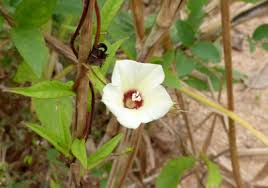 Image result for Xenostegia tridentata