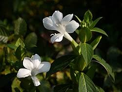 Image result for Barleria megalosiphon