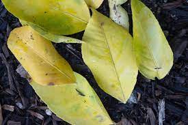 This lime tree produces fruits that look like sour oranges, but are more like limes in taste and use. Why Are The Leaves On Your Lemon Tree Turning Yellow Citrus Plant Citrus Trees Fruit Tree Garden