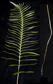 Image result for Pneumatopteris unita