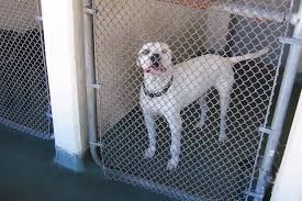 Please note that not all of these shelters qualify as no kill. No Kill Shelters Save Millions Of Unwanted Pets But Not All Of Them Npr