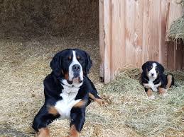 Den stämmigen und starkknochigen großen schweizer sennenhund bringt so. Hundewelpen Schweizer Sennenhunde Welpen Kaufen Landwirt Com