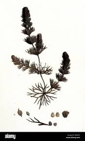 Image result for Ceratophyllum submersum