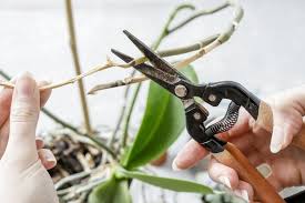 When the phalaenopsis orchid is completely done blooming and all the flowers have faded, you can do the major pruning. How To Prune An Orchid Step By Step Guide Brilliant Orchids